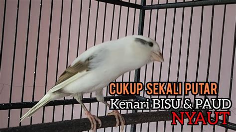 Kenari Gacor PAUD Belajar Nata Lagu NgeroL Rapat Ini Ampuh Untuk