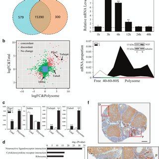 Inhibition Of Follicular Activation By The Ngf Inhibitor K A After