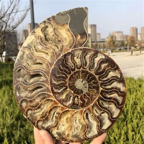 1 15KG NATURAL AMMONITE Fossil Quartz Crystal Specimen Reiki Healing