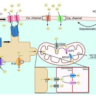 Mechanisms Of Intracellular Ca 2 Regulation Store Operated Ca 2