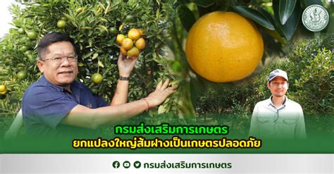 กรมส่งเสริมการเกษตรยกแปลงใหญ่ส้มฝางเป็นเกษตรปลอดภัย กรมส่งเสริม