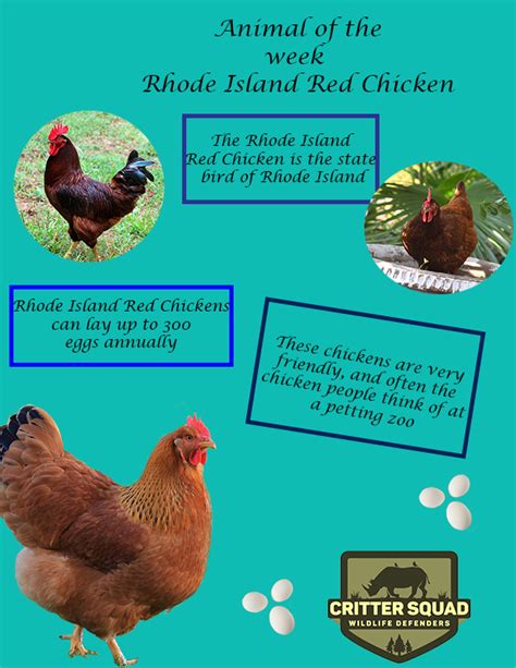 Rhode Island Red Chicken! Howl for the fowls! | Enter the Kids Zone!