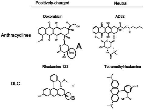 From Delocalized Lipophilic Cations To Hypoxia Blocking Tumor Cell