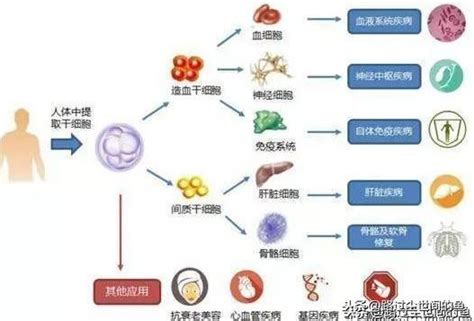 迎元旦，盼新年，幹細胞與人體8大系統的關係 每日頭條