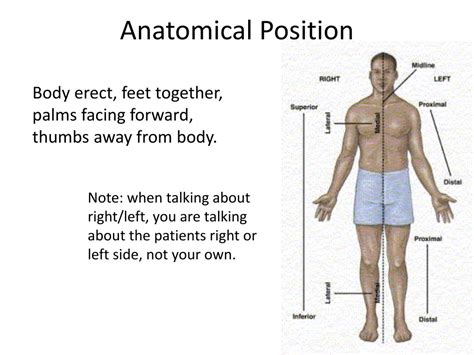 Medial Anatomical Position Examples at Melvin Miller blog