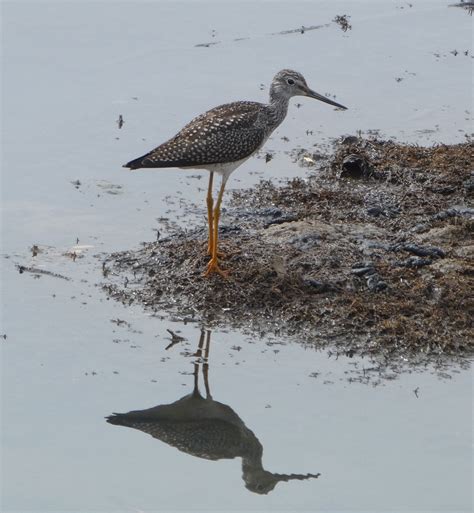 Greater Yellowlegs From Jackson County Co Usa On September