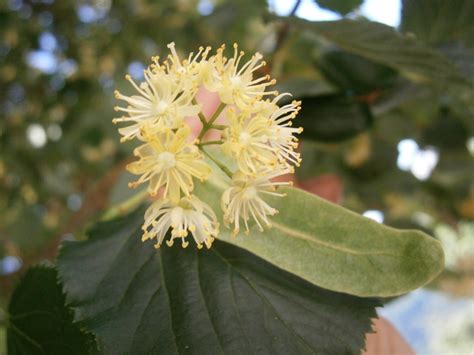 Tilia cordata (Little-Leaf Linden, Littleleaf Linden, Small Leaf Lime ...