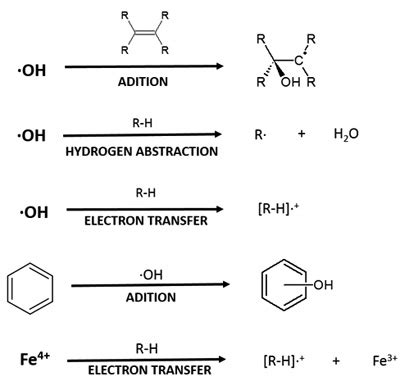 Fenton Reaction Driven By Iron Ligands