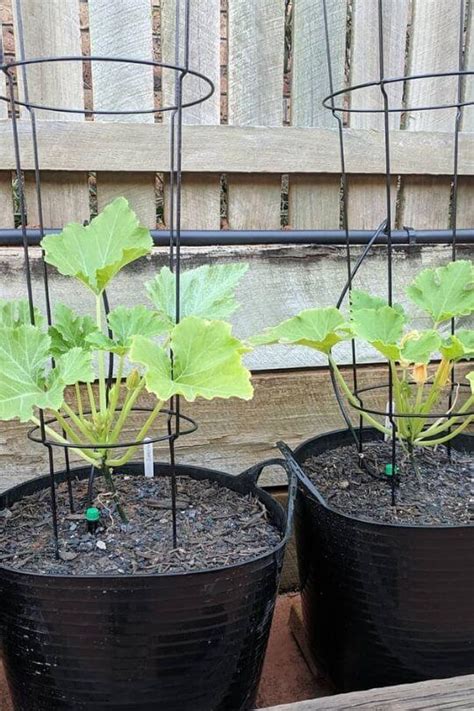 Tips On Planting And Growing Zucchini In Containers Or Pots