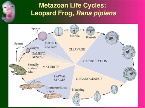 Ppt Preformation Vs Epigenesis Powerpoint Presentation Free