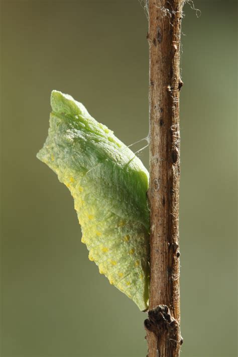 Metamorfose Koninginnenpage Papilio Machaon Gedaanteverwisseling Van