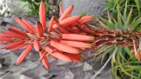 Observation Aloe Arborescens Mill Jean Louis Broncard Mar 24 2023