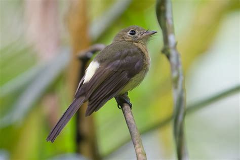 Foto Assanhadinho Myiobius Barbatus Por Arthur Grosset Wiki Aves