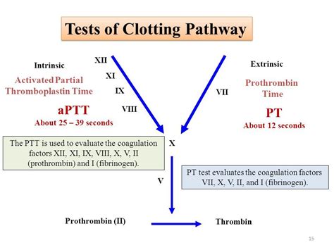 Prothrombin Time Diagram Prothrombin Time In Control Phase A