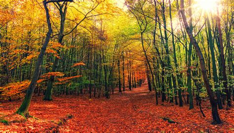 Pourquoi les arbres perdent ils leurs feuilles à lautomne