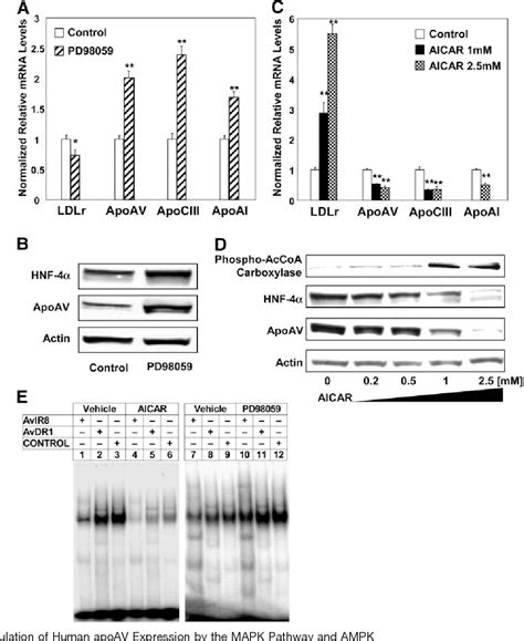 Figure 7 from Hepatocyte Nuclear Factor 4α Regulates the Human