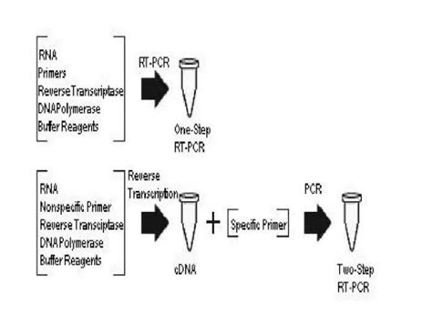 Polymerase Chain Reaction Pcr 139 Definition Principle Types And