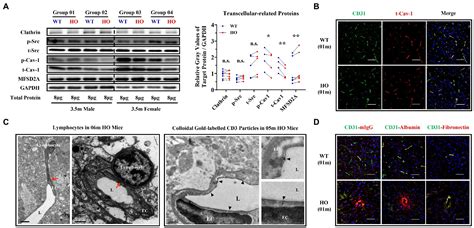 Frontiers T Cell Infiltration In The Central Nervous System And Their