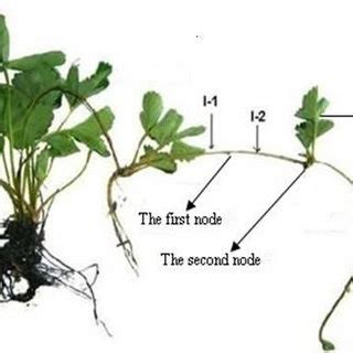 Identified Proteins From The Strawberry Stolon I 1 Internode Continued