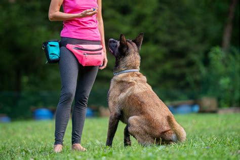 L'éducation canine, l'art de développer une relation harmonieuse