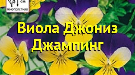 Виола гибридная. Краткий обзор, описание характеристик víola × ...