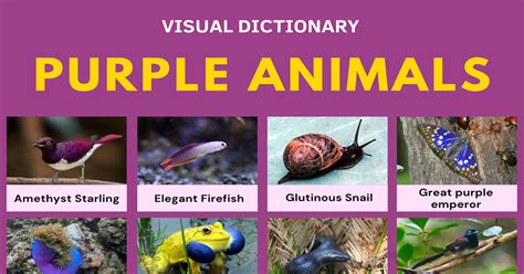 List of 47 Interesting Purple Animals in English • 7ESL