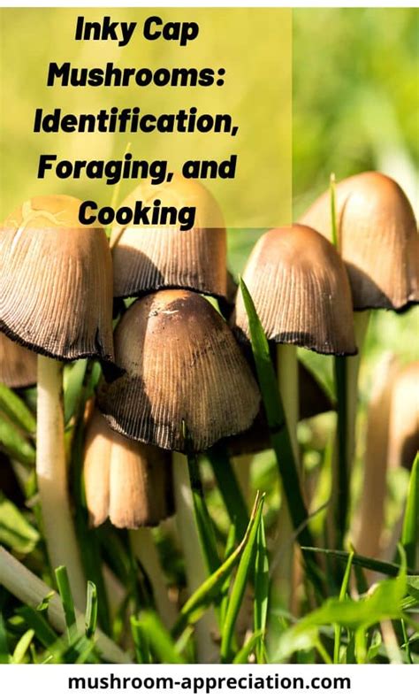 Inky Cap Mushrooms Identification Foraging And Cooking Mushroom