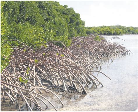 Mangrove Verdrinkt Bij Snelle Zeespiegelstijging