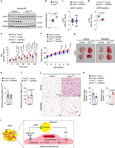 Pharmacological Modulation Of Amd Regulates Adiposity A Immunoblot