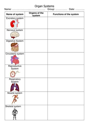 Organs And Organ Systems Teaching Resources Organ System Body