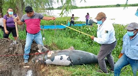 Aumenta A 34 El Número De Manatíes Muertos En Tabasco En 2023 Algo