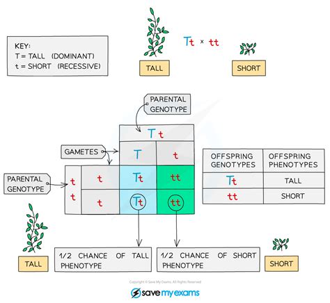 Monohybrid Inheritance Genetic Diagrams 323 Edexcel Igcse Biology