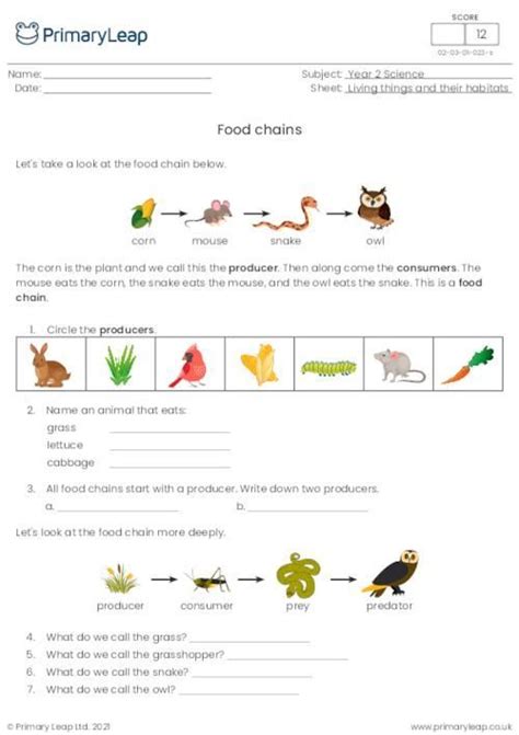 Introduction To Food Chains