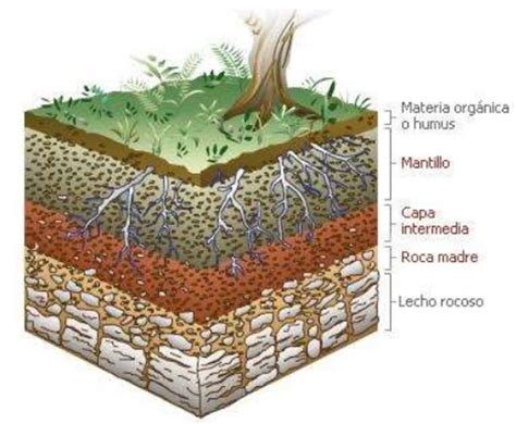La Importancia De Los Suelos Y Las Actividades Humanas Que Lo Degradan