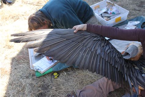 Bearded Vultures Wing Project Vulture