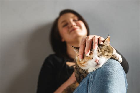 La Gu A Para Saber C Mo Acariciar A Un Gato