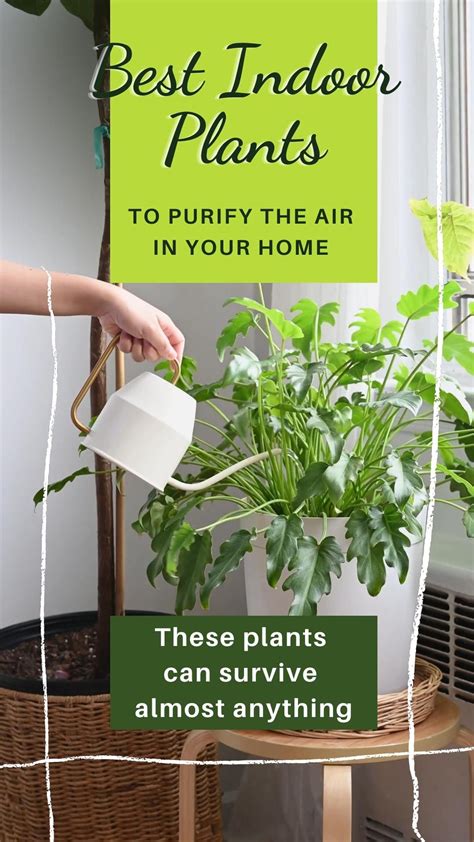 Best Indoor Plants To Purify Air In Your Home Artofit