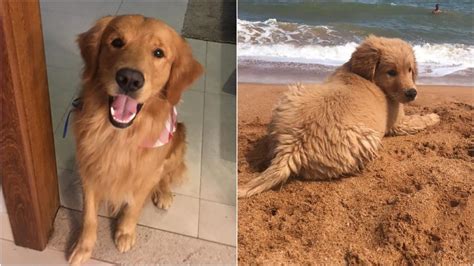 Policial mineiro é preso após matar golden retriever em Guarapari