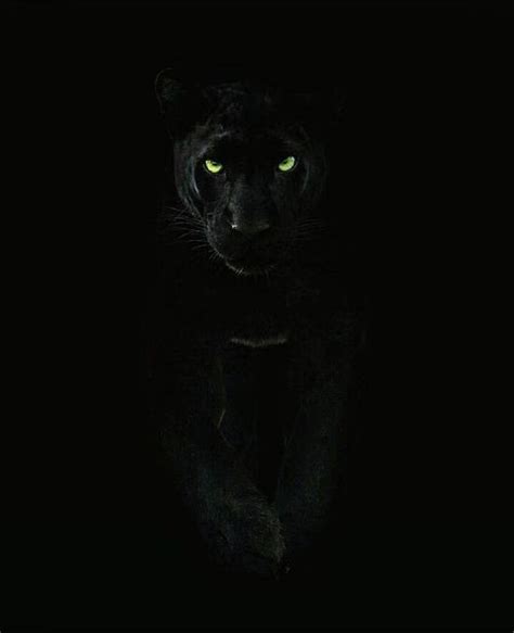 89 Wallpaper Hitam Harimau Picture - MyWeb