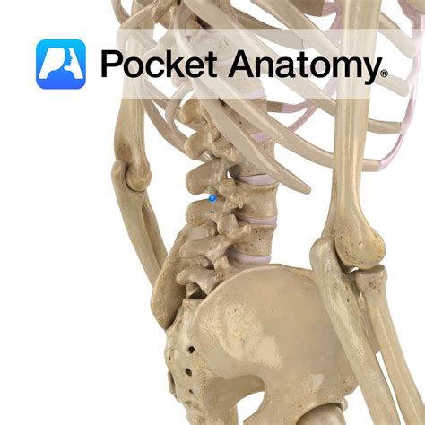 Lumbar vertebra L3 - lamina - Pocket Anatomy