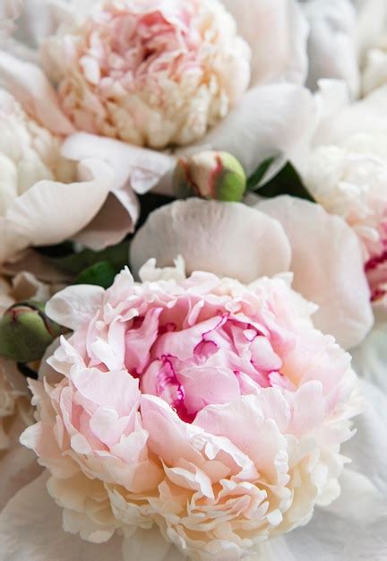 Premium Photo Fresh Light Pink Peony Flowers Closeup