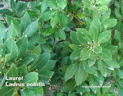 Parquealamillo Encinarosa Laurus Nobilis Laurel En El Vivero Del Parque Del Alamillo