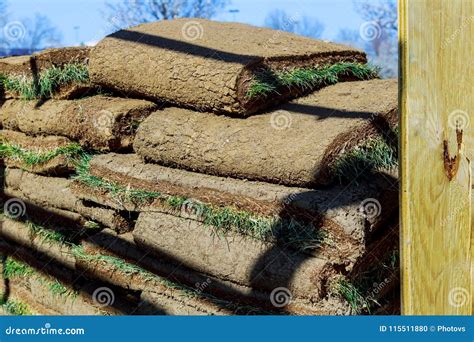 Gardener Applying Turf Rolls in the Backyard Grass Rolls Ready for Installing Stock Photo ...