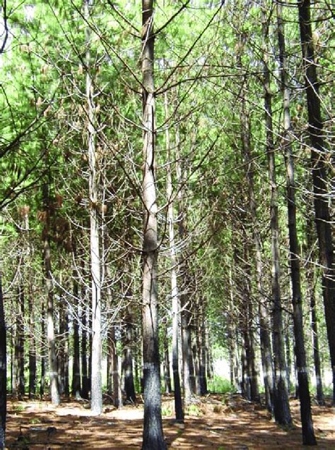 Pinus Maximinoi Aos Anos Em Ponta Grossa Pr Foto Jarbas Y