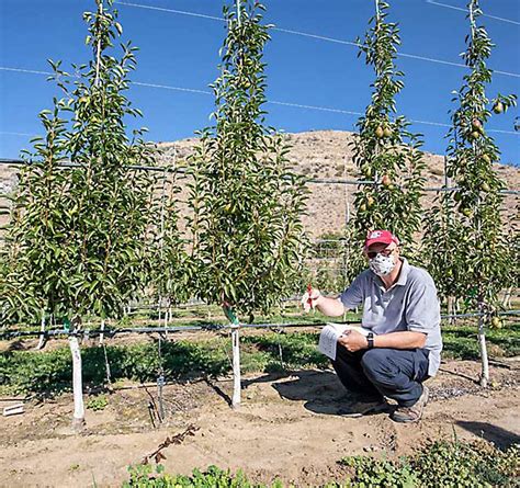 Quince Comparisons — Video Good Fruit Grower