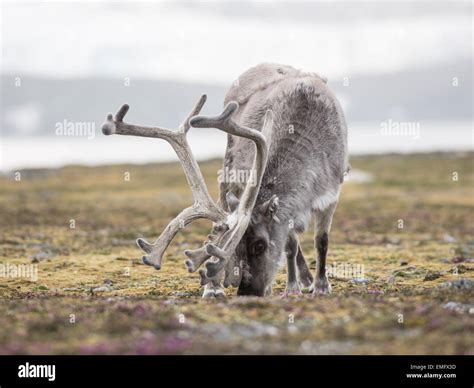 Wild Arctic reindeer in natural habitat Stock Photo - Alamy