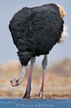 Pin By Sylvie Leone On Animaux Ostriches Beautiful Birds Exotic Birds