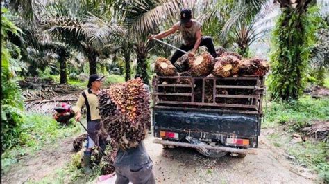 Harga Sawit Di Muaro Jambi Belum Mencapai Rp 2 000 Per Kg Petani