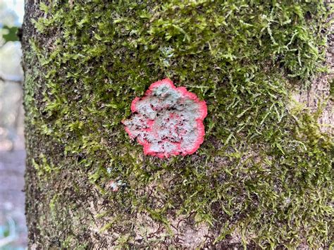 Weekly What Is It Christmas Wreath Lichen Ufifas Extension