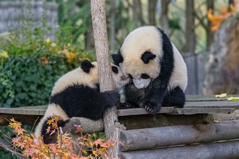 Giant Pandas, Babies Playing Stock Image - Image of animal ...